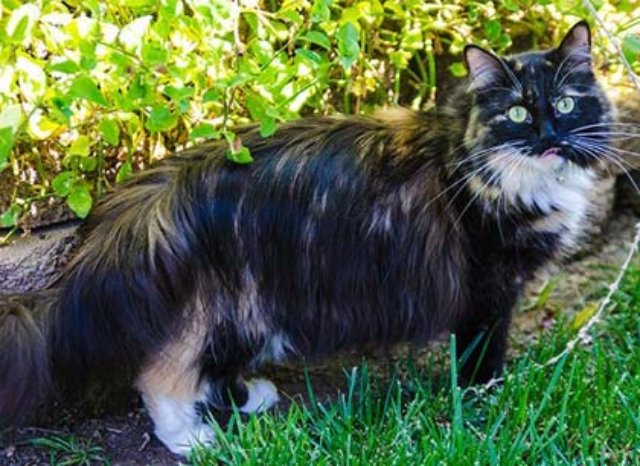Софи из Калифорнии отобрала у Полковника Мяу звание самой длинношерстной кошки