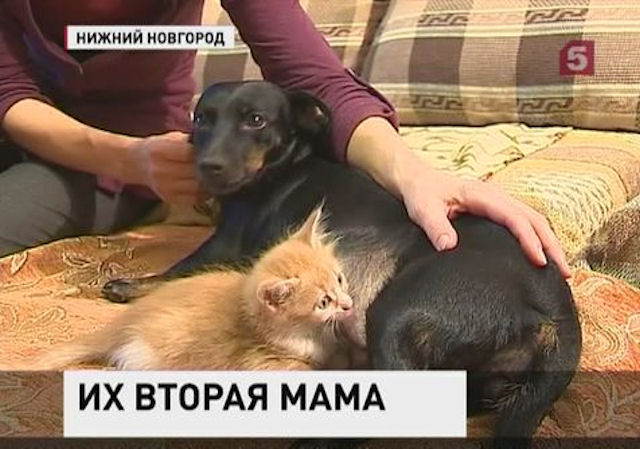Такса выкормила 3-х новорожденных котят