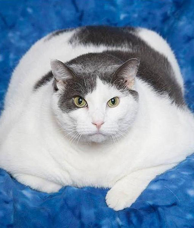 Толстого кота посадили на диету