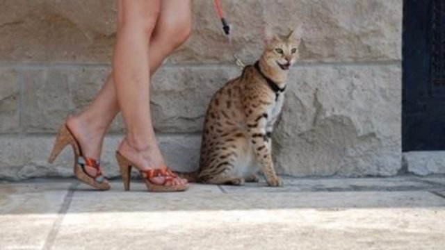 Трабл — 50-сантиметровый кот из Калифорнии