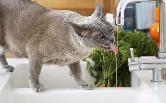 Ученые рассказали, почему кошки пьют аккуратнее собак
