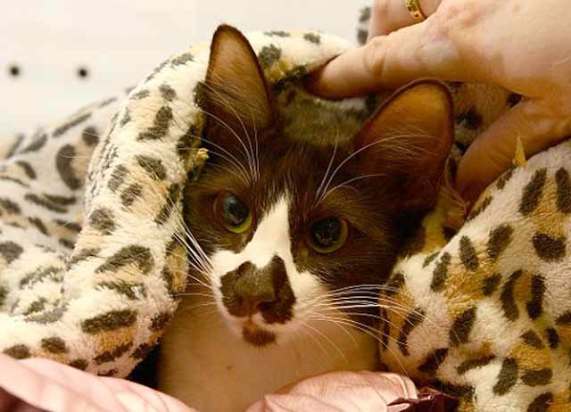 Удивительная кошка с картой Австралии на носу