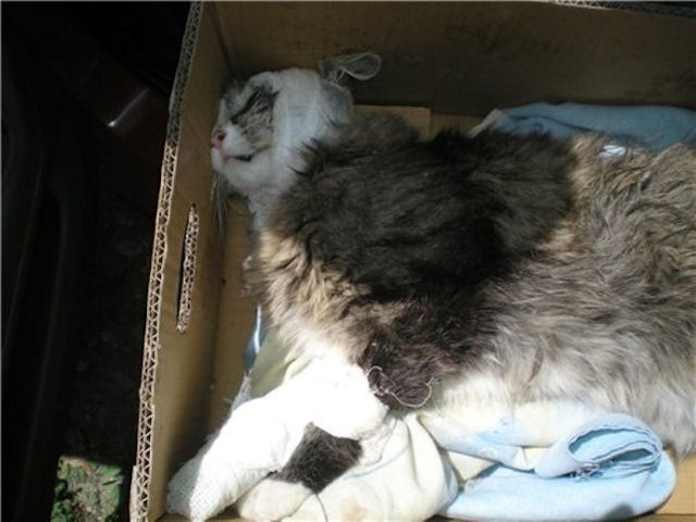 В Амурске спасают кота, пострадавшего от рук живодёра