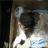 В Амурске спасают кота, пострадавшего от рук живодёра