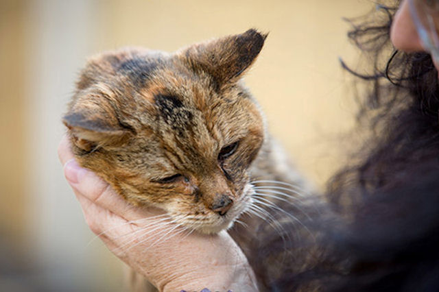 В Англии умерла старейшая кошка мира
