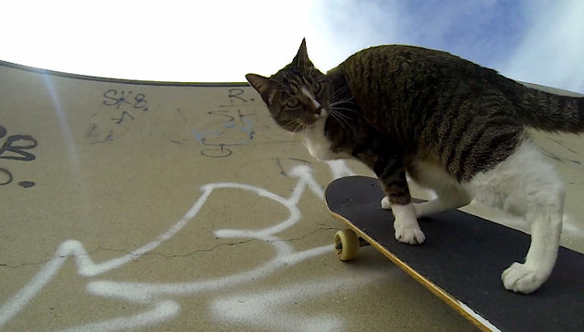 В Австралии живёт кошка, которая выполняет трюки на скейтборде