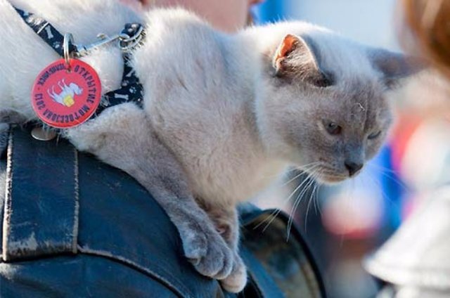 В Челябинске живёт кошка-байкер