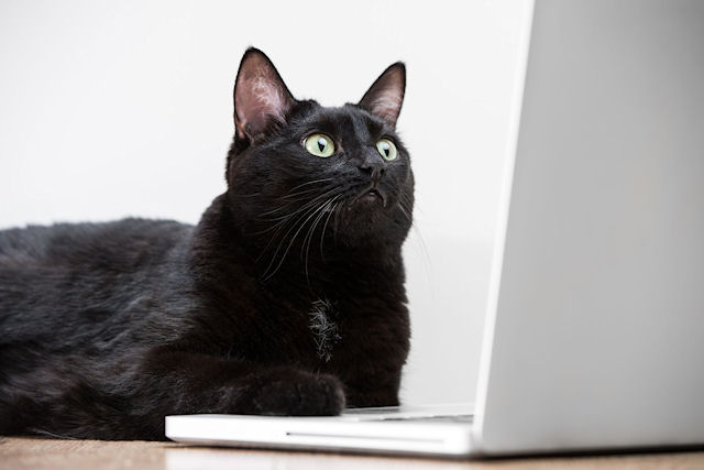 В Facebook зарегистрировано 13 % британских кошек