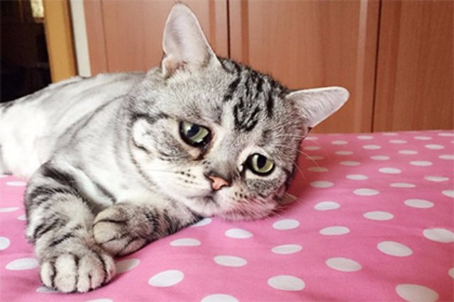 В Instagram новая звезда — пессимистичная кошка