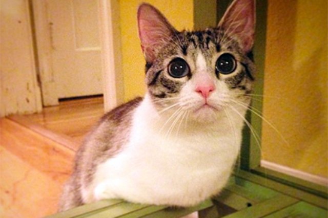 В Instagram новая знаменитость — двулапый кот