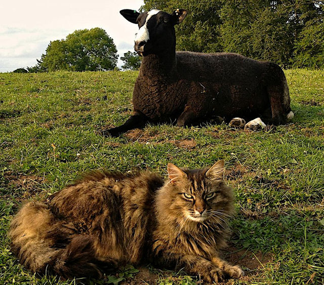 В Ирландии живёт кот-пастух