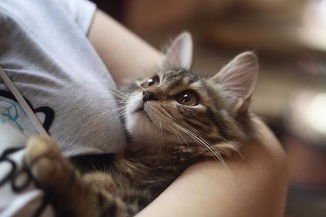 В Италии снижают налоги за взятую из приюта кошку