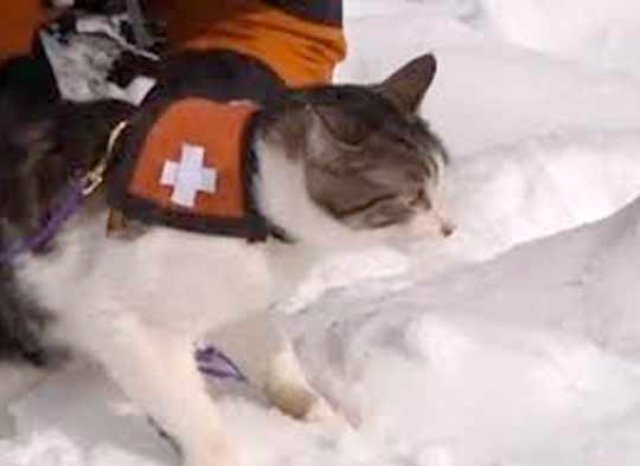 В Канаде кошки спасают людей от лавин