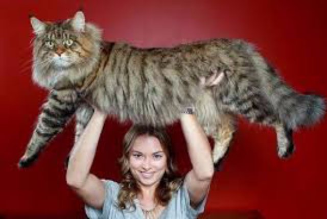 В Киеве прошла выставка гигантских котов