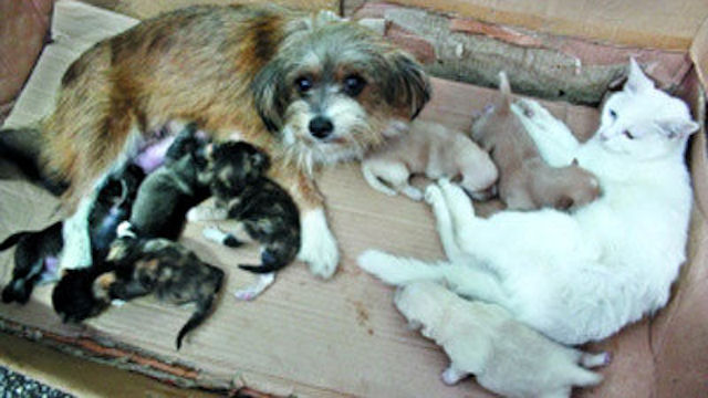 В Китае образовалась кошачье-собачья семья