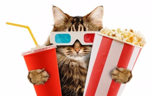 В Лондоне откроется первый в мире кинотеатр с кошками