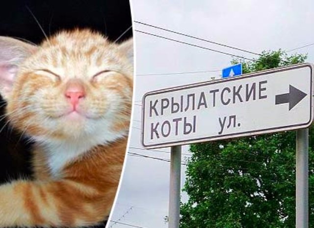 В Москве появилась кошачья улица