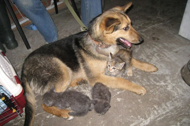 В Новосибирске дворняжка усыновила 7-х котят