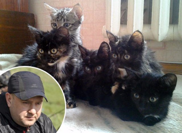 В Новосибирске водитель спас 5-х котят