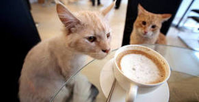 В Париже вошло в моду кофепитие с кошкой на коленях