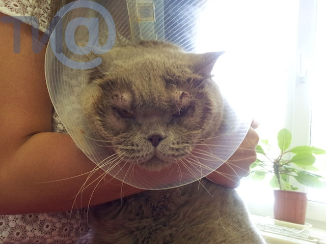 В Твери прооперировали кошку с редким недугом
