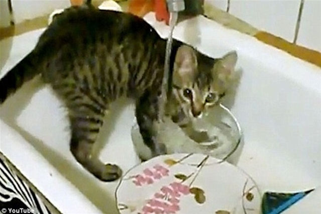 В Украине живёт кот-посудомойщик