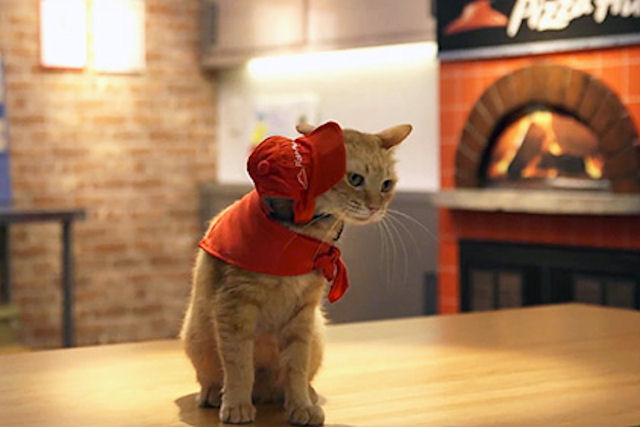 В Японии котов использовали для рекламы продукции сети пиццерий