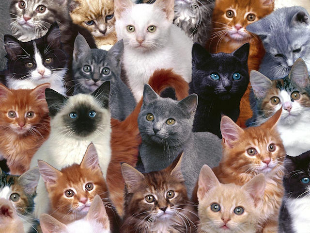 Власти отобрали у жителя Голландии 60 кошек