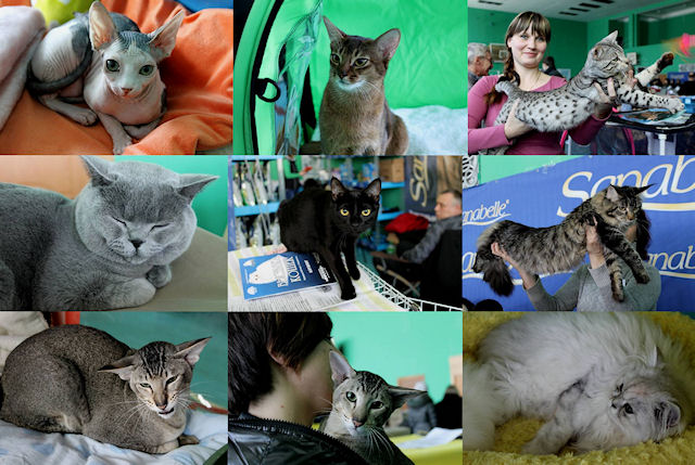 Во Владивостоке прошла выставка кошек