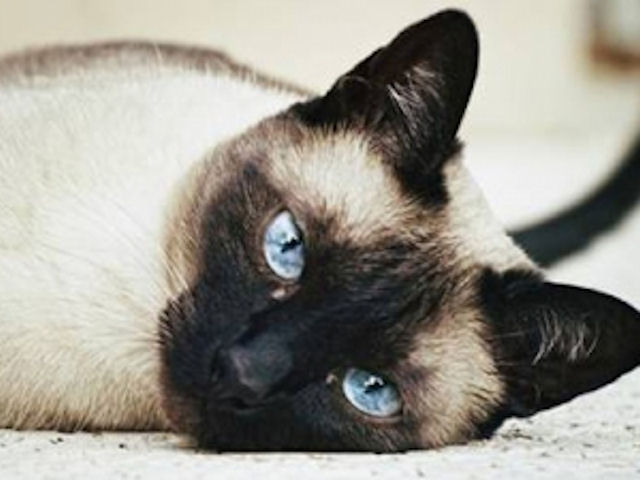 Житель Великобритании получил 20-недельный тюремный срок за попытку убить кошку