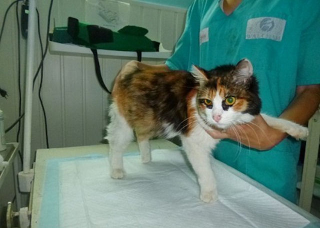 Жительница Челябинска спасла жизнь кошке
