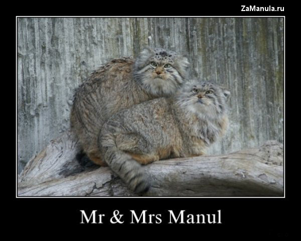 Mr & Mrs Manul