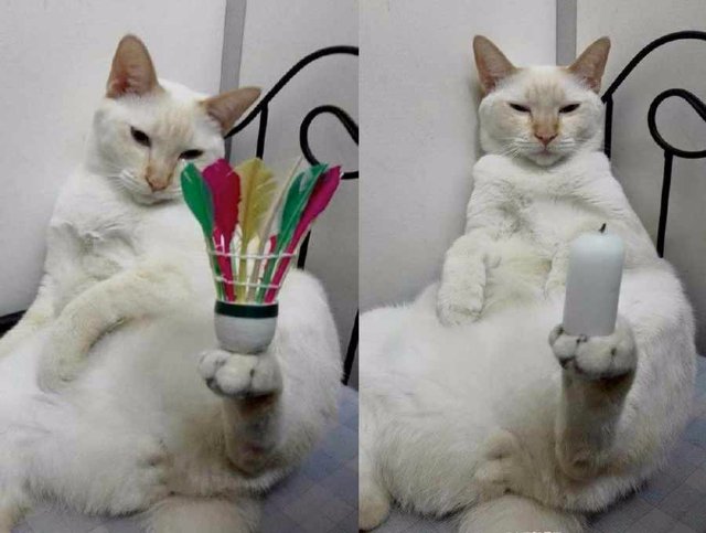 Малазийский кот обладает невероятным чувством баланса