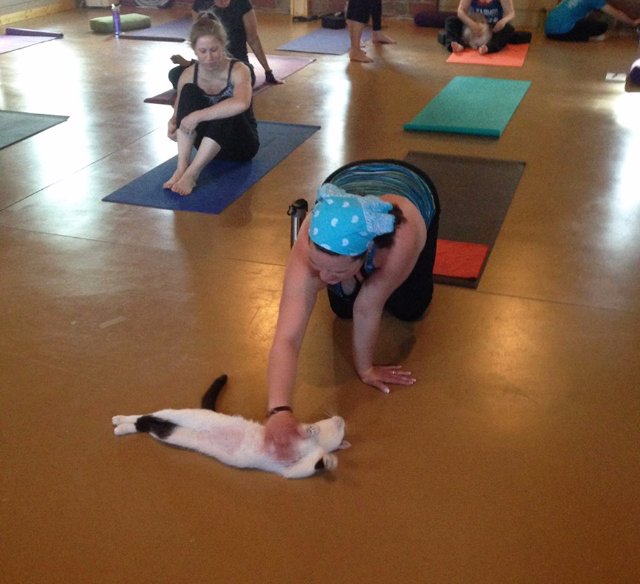 Центр йоги помогает кошкам обрести семью