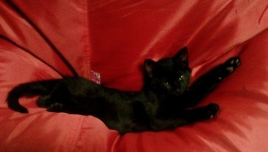 В Екатеринбурге разгорелся скандал из-за черного кота
