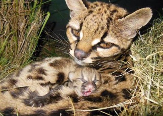 В уругвайском зоопарке у дикой кошки появился детеныш