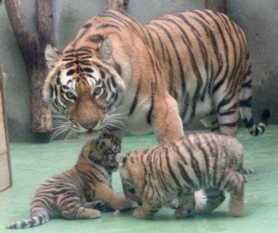 В чешском зоопарке родились амурские тигрята