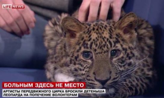 В Москве семья приютила леопарда