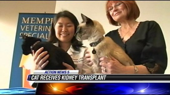 Кошка стала донором почки для умирающего кота
