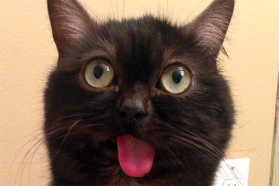 Кот с хронически высунутым языком стал любимцем интернет-пользователей