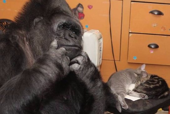 Горилла Коко воспитывает двух котят