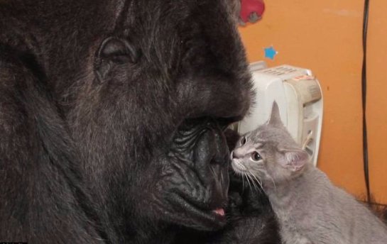 Горилла Коко воспитывает двух котят