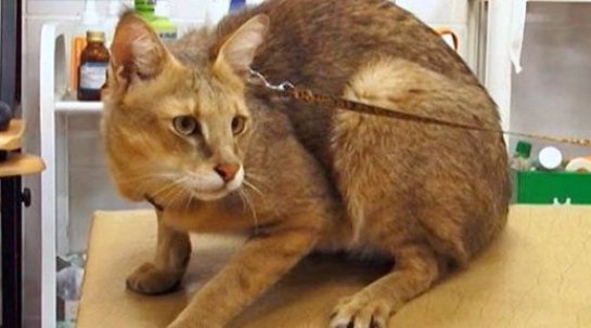 Житель Екатеринбурга приютил у себя дома камышового кота