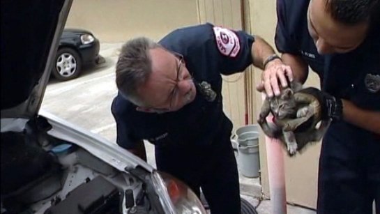 В Калифорнии спасли котика из аккумулятора автомобиля