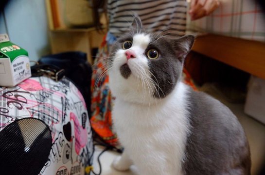 Удивленный кот Банья стал новой звездой интернета