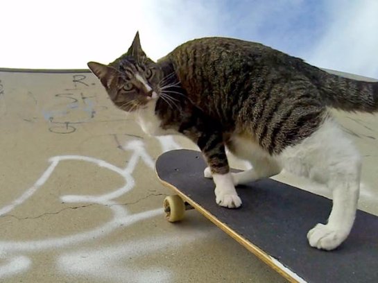 Австралийская кошка показывает трюки на скейтборде