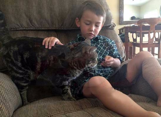 Смелая кошка спасла мальчика от злого пса