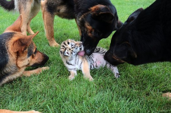 В словацком зоопарке тигренка воспитывают собаки