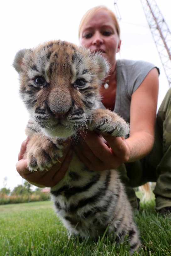 В словацком зоопарке тигренка воспитывают собаки