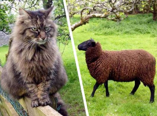 Кот-пастух помогает пасти овец